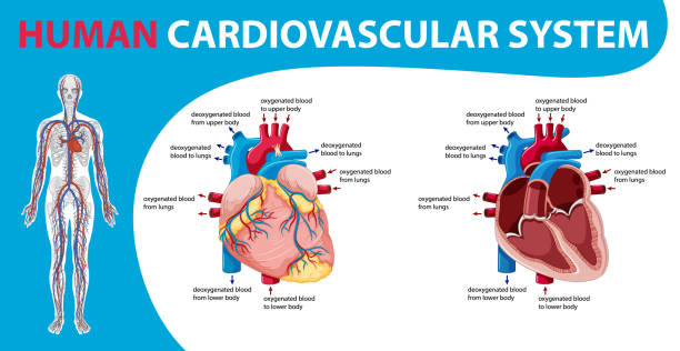 illustrations, cliparts, dessins animés et icônes de organe interne humain avec cœur - human heart heart disease healthy lifestyle human internal organ