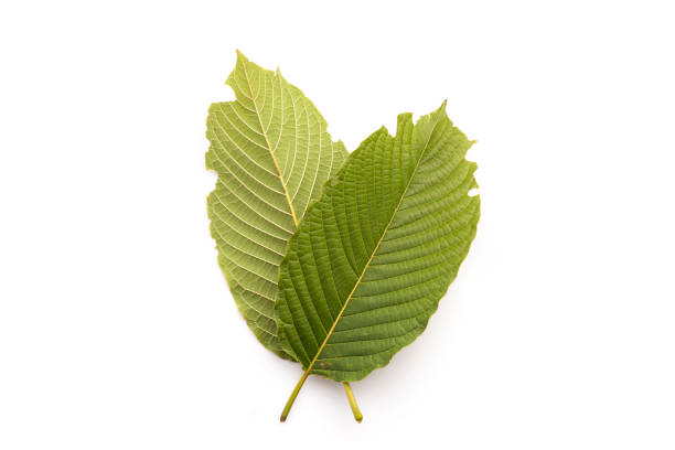 istock Fresh Mitragyna speciosa leaf or kratom tree. Studio shot isolated on white 1407049496