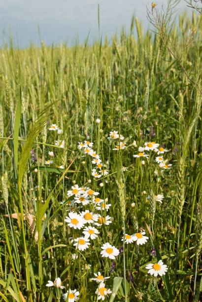 istock nice camomiles in a green grass 1407049497