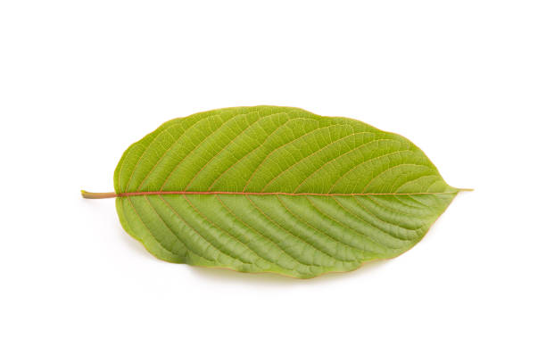 istock Fresh Mitragyna speciosa leaf or kratom tree. Studio shot isolated on white 1407049713