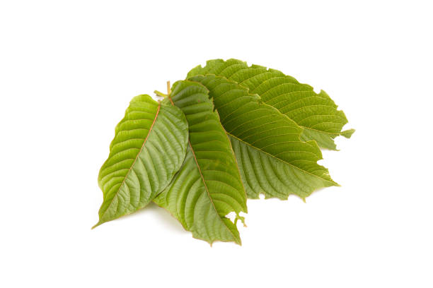 istock Fresh Mitragyna speciosa leaf or kratom tree. Studio shot isolated on white 1407049745