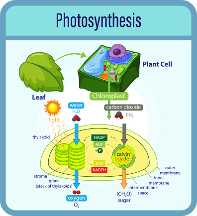 Diagram showing process of photosynthesis with plant and cells illustration