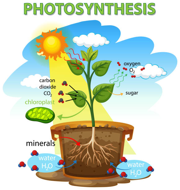 278 Animation Of Photosynthesis Illustrations & Clip Art - iStock