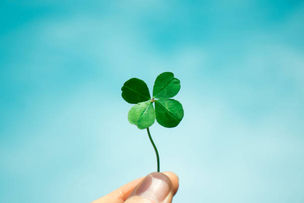 Four-Leaf Clover. Four-Leaf Clover with blue sky background. Symbol of good luck. clover leaf stock pictures, royalty-free photos & images