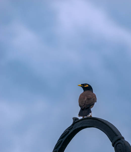 istock Myna bird sitting on black circular architecture 1407052132