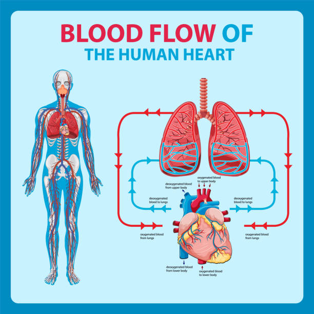 Diagram showing blood flow in human heart Diagram showing blood flow in human heart illustration clip art of a diagram of human lungs stock illustrations