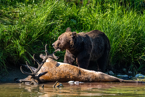 A Brown Bear (Ursus arctos) eating a hunted Red Deer (Cervus elaphus). Bieszczady, Carpathians, Poland.
