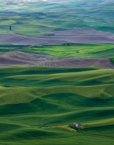 lush green  rolling hills of farm land of wheat and rapeseed during summer .  abstract like landscape of different hues of green and other colors  in East Washington.