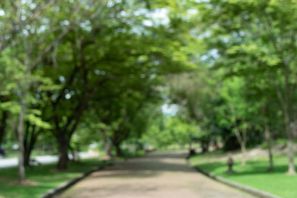 istock Abstract blur bokeh of park and tree background 1407054740