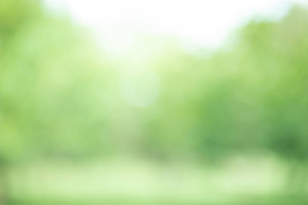 istock Green color abstract blur bokeh background 1407054743