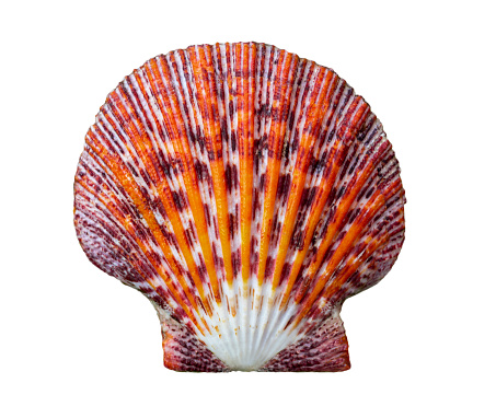 White seashell with shadow, isolated on white background with clipping path.