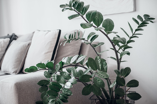 minimalism home decor, gray color palette