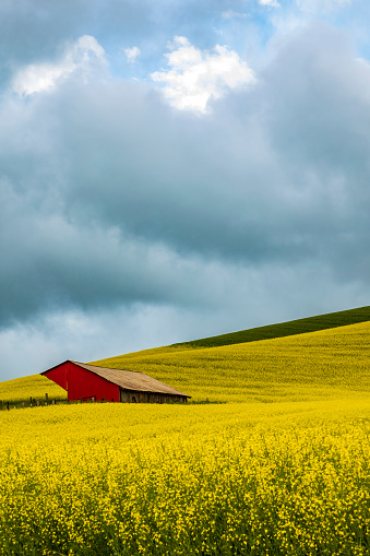 an old tractor, red barn by the yellow colored canola or rapeseed field taken in Palouse in east Washington