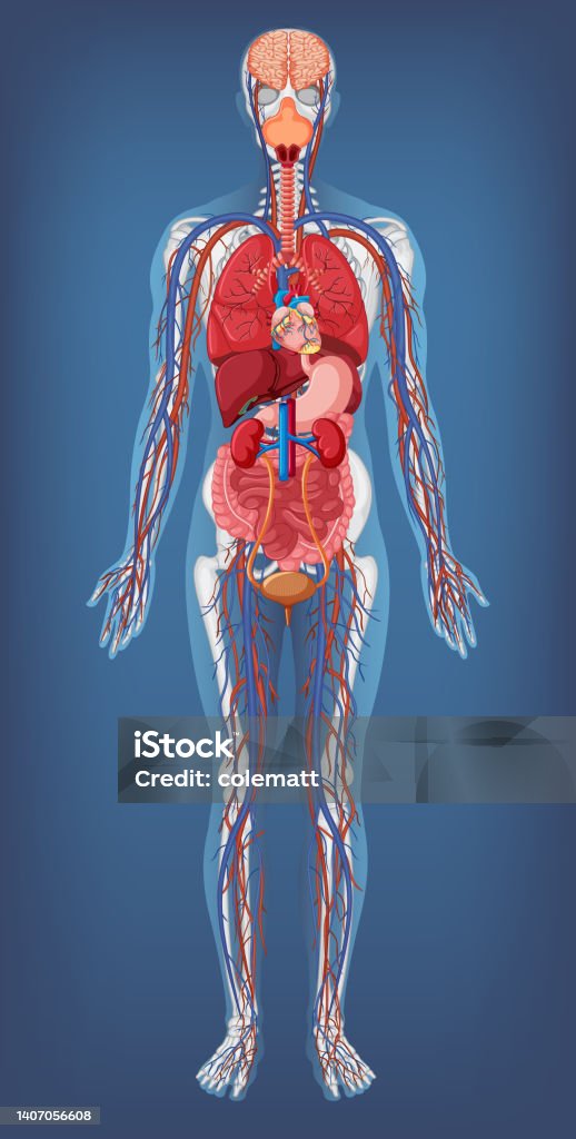 Anatomical Structure Human Body Stok Vektör Sanatı & Anatomi‘nin Daha ... Biology Diagrams