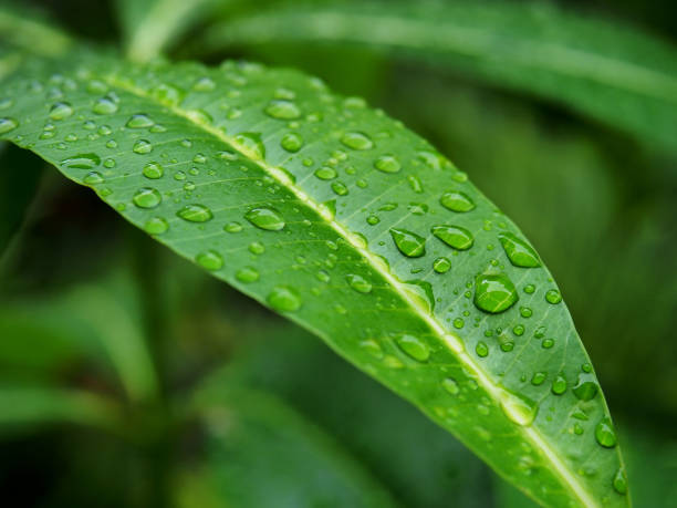 istock Green leaves with rain drops. 1407058202