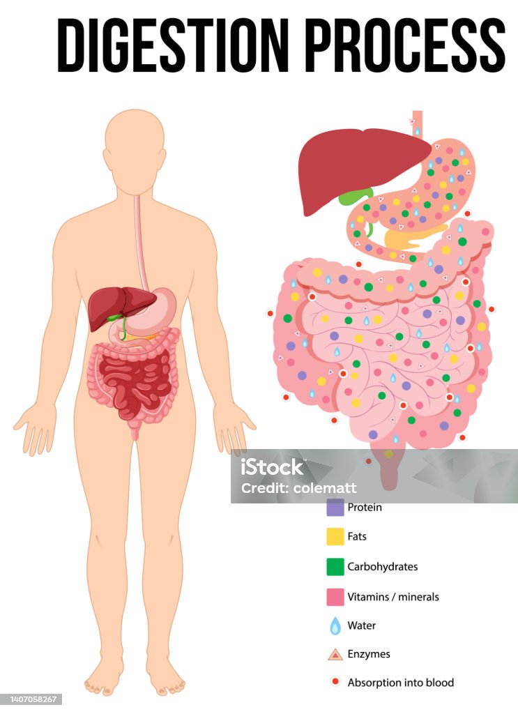 Food Digest Process Diagram Showing Digestion Process Stock Illustration - Download Image ...
