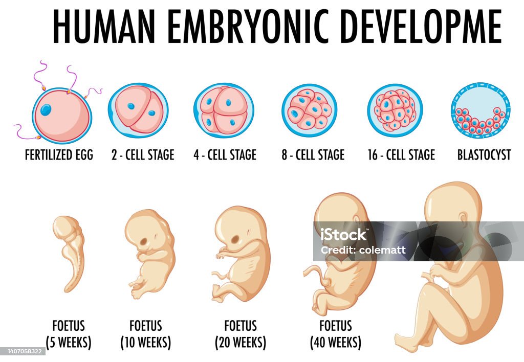 Ilustración de Desarrollo Embrionario Humano En Infografía Humana y más  Vectores Libres de Derechos de Embarazada - Embarazada, Vector, Óvulo -  iStock