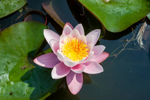 istock A Coral colored Nymphea (water lily) with shiny green leaves 1407058904