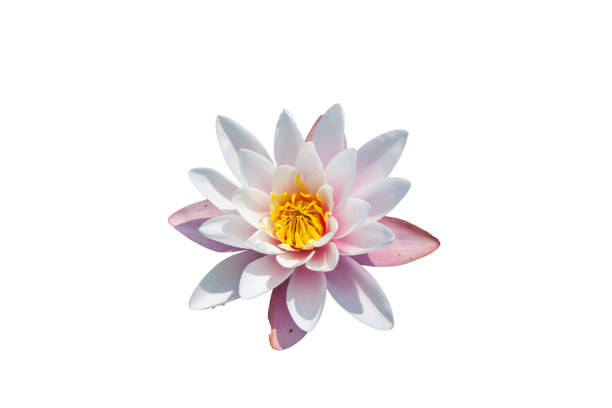 istock beautiful lotus flower isolated on white 1407059507