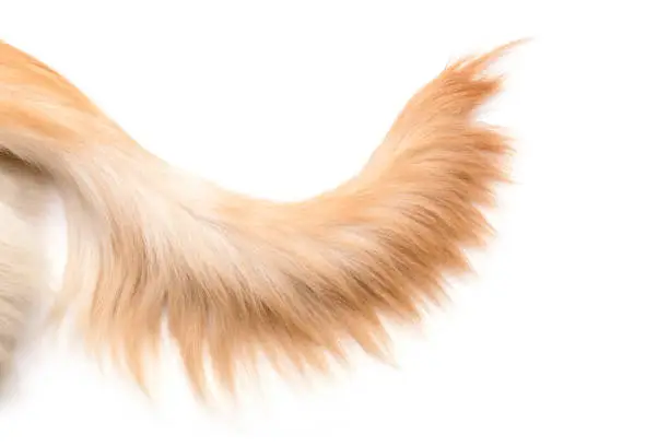 Photo of Brown dog tail (Golden Retriever) isolated on white background. Top view with copy space for text or design