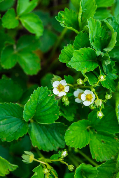 istock Blooming strawberry plant in the garden. Selective focus. 1407059916