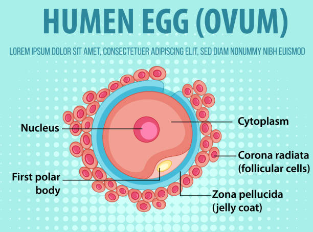 illustrazioni stock, clip art, cartoni animati e icone di tendenza di diagramma che mostra l'ovulo dell'uovo umano - egg cell