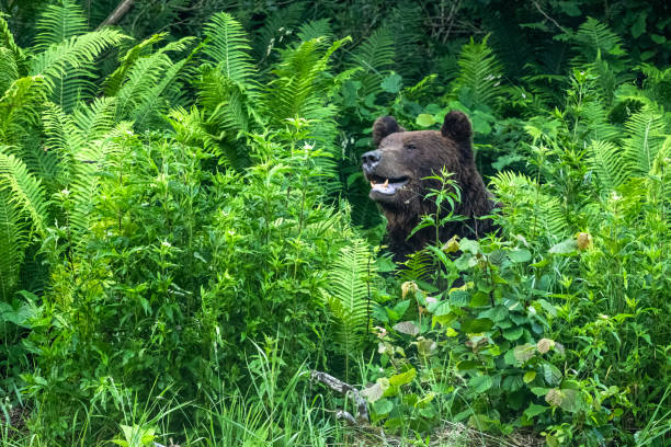 Brown Bear (Ursus arctos). Bieszczady, Carpathians, Poland.