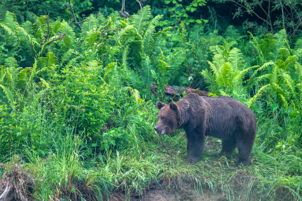 istock Brown Bear (Ursus arctos). Bieszczady, Carpathians, Poland. 1407060237