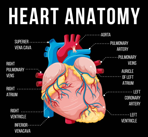 illustrations, cliparts, dessins animés et icônes de organe interne humain avec cœur - human heart heart disease healthy lifestyle human internal organ