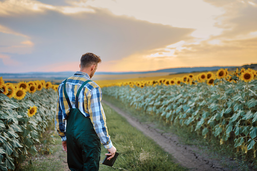 Rear view of farmer standing in his sunflower field