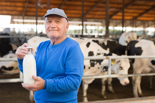 Positive aged man dairy farm owner standing with bottle of fresh milk near stalls with cows on sunny summer day