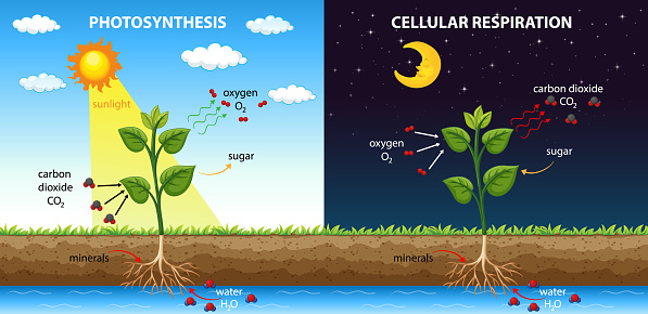 Diagram showing cellular respiration and photosynthesis illustration