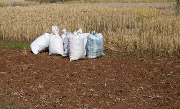 istock The sacks of stuff were piled up in groups beside the fields. 1407065191