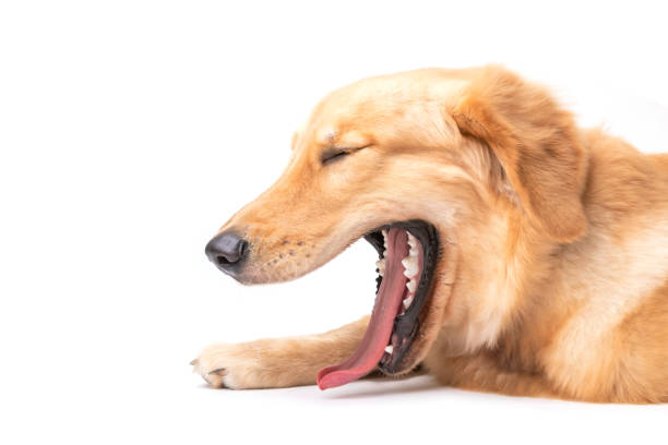 istock Brown dog (Golden Retriever) while yawn isolated on white background. For animal concept 1407067489