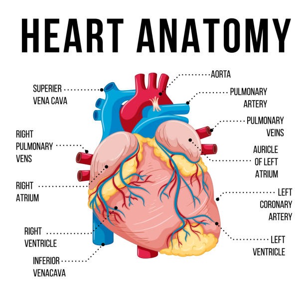 illustrations, cliparts, dessins animés et icônes de organe interne humain avec cœur - human heart heart disease healthy lifestyle human internal organ