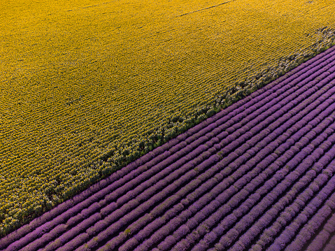 aerial top view of sunflowers with lavender fields at sunset