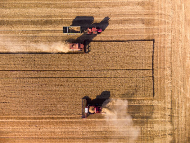 istock Harvester machine working in wheat field aerial view. 1407068617