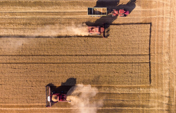 istock Harvester machine working in wheat field aerial view. 1407068625