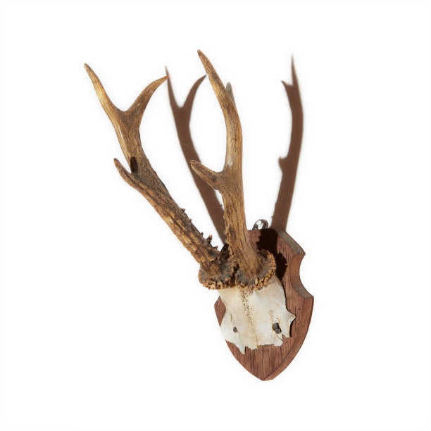 istock antler of a deer, isolated on white background 1407068677