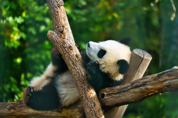 istock Giant panda lying on tree trunks in the high. Endangered mammal from China. Nature 1407068932
