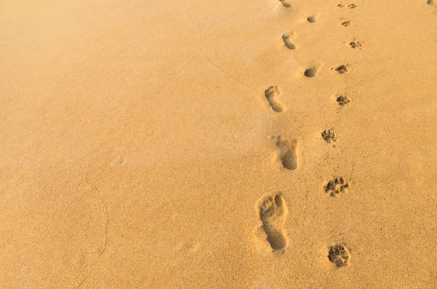 istock Human and dog footprint on brown sandy beach 1407069095