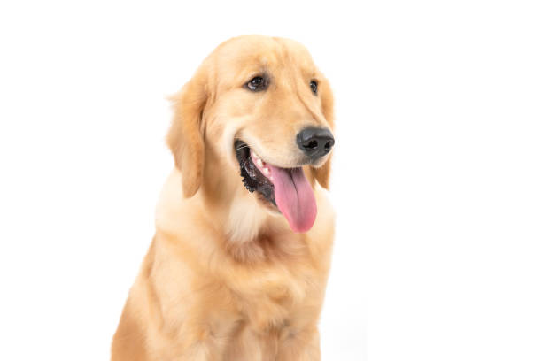istock Portrait 7 months brown dog (Golden Retriever) isolated on white background 1407069145