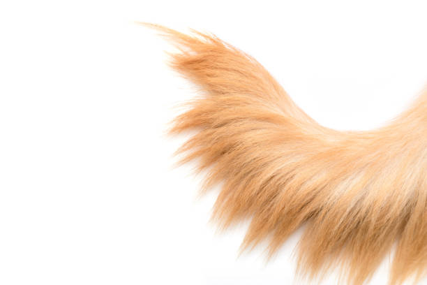 istock Brown dog tail (Golden Retriever) isolated on white background. Top view with copy space for text or design 1407069279