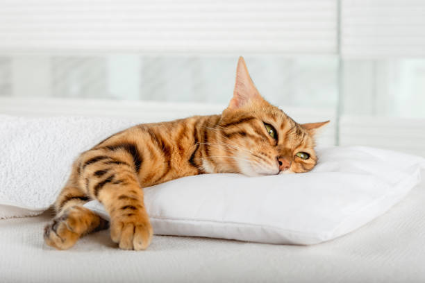 istock Bengal domestic cat sleeps on a pillow. 1407070407