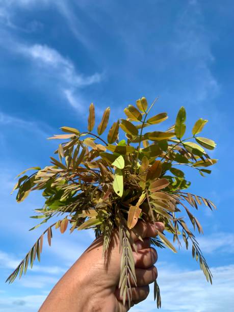 istock Hand holding leaves of Senna siamea 1407070453