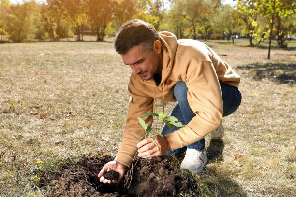 istock Mature man planting young tree in park on sunny day 1407072664