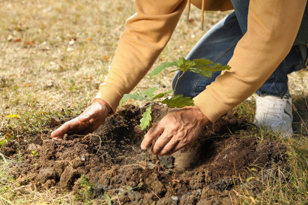 istock Man planting young tree outdoors on sunny day, closeup 1407072973