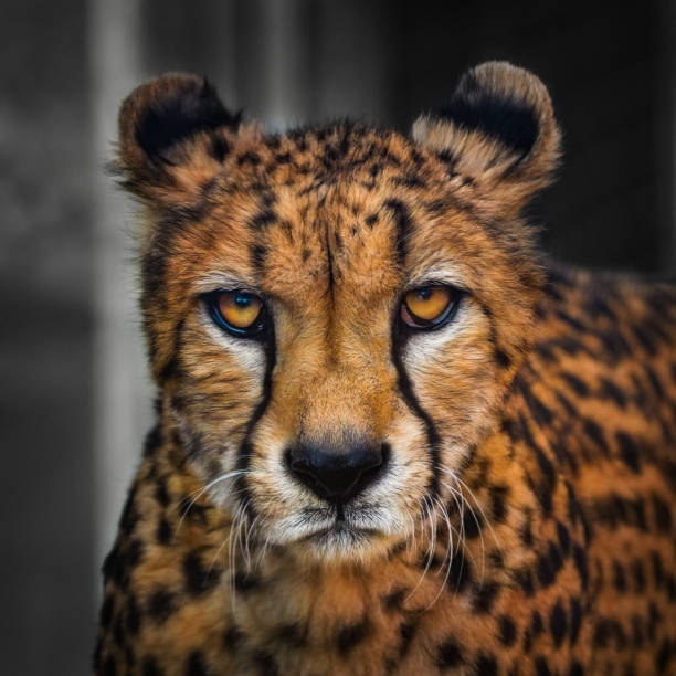 Cheetah, Acinonyx jubatus, large cat of subfamily Felinae, tan or rufous to greyish white coat is uniformly covered with black spot, fastest mammal all over the world