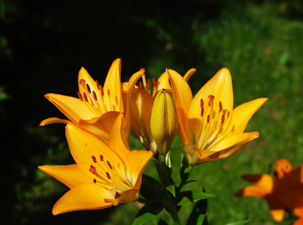 istock Beautiful flowering lilies 1407075645