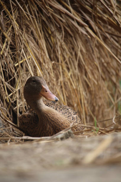 istock Bengali native duck of different colors 1407075863